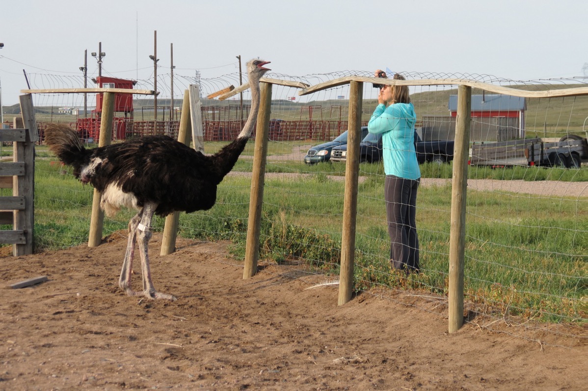 M feeding ostrich