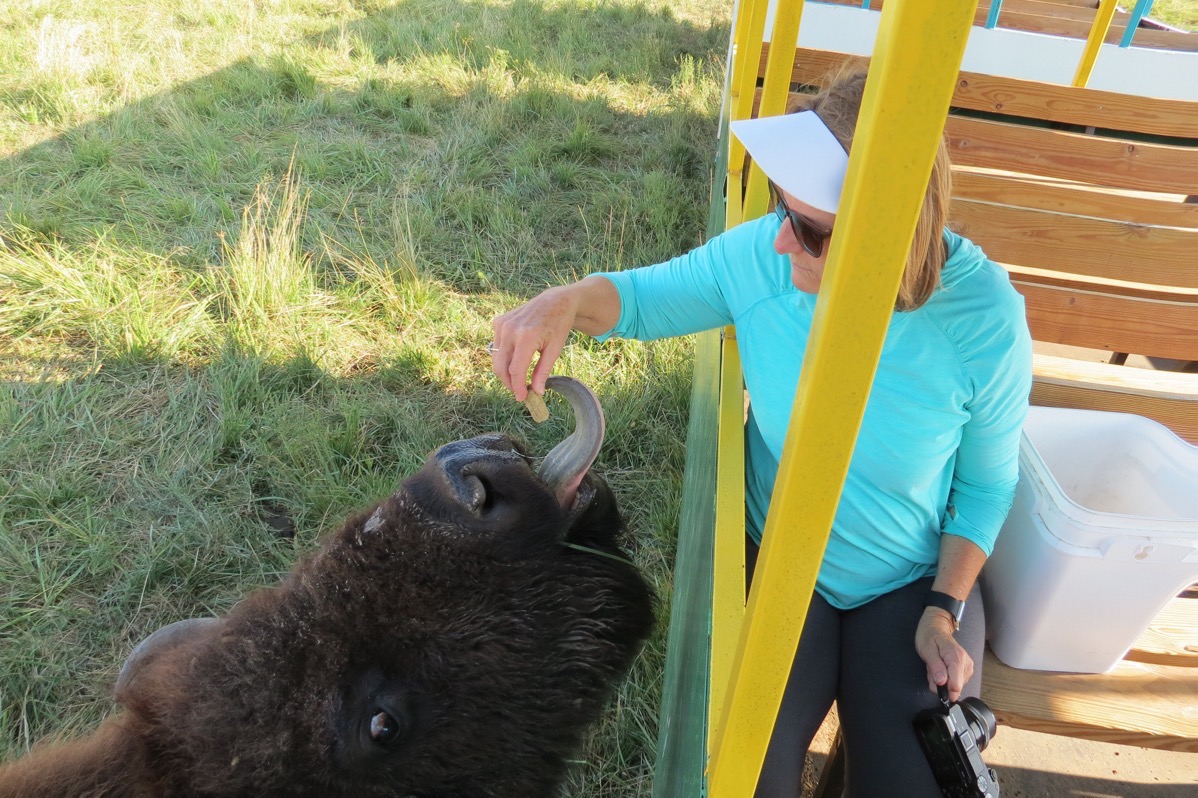 M feeding the bison